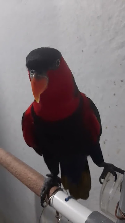 'Assalamualaikum 'Ucapan Salam Burung Nuri Kepala Hitam!!!