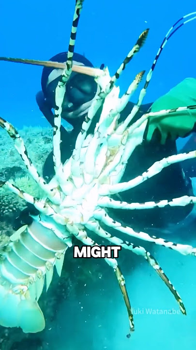 Lots of lobsters under the stone slab #animal #lobster #funny