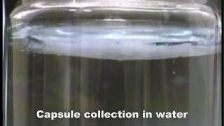 Encapsulation