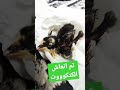 تم انعاش الصوص اطفال كتكوت تم انعاش الصوص اطفال كتكوت