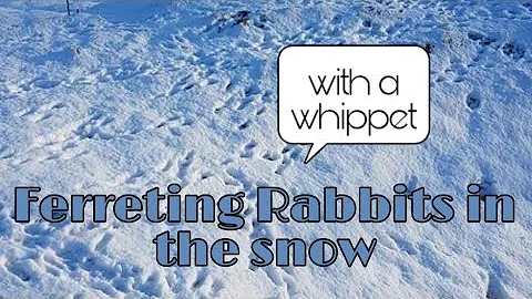 Ferreting Rabbits In The Snow WITH A WHIPPET