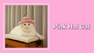 The Pink Hat Cat (original)