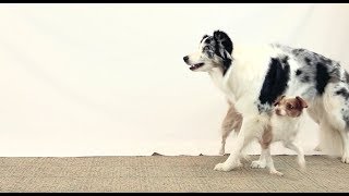 How Emily taught this amazing double dog trick!