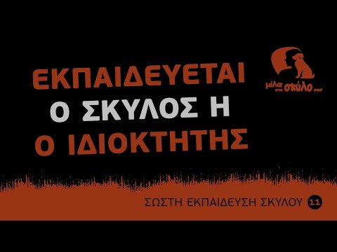 Βίντεο: Η Λίλι ο σκύλος παίρνει τα καλά νέα ότι είναι απαλλαγμένη από καρκίνο