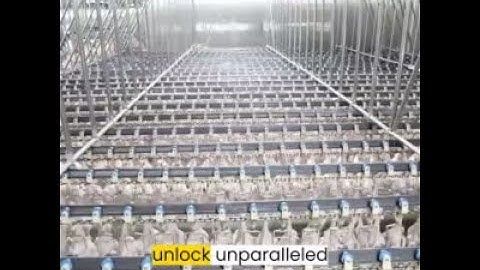 Elevate Your Poultry Processing with the Eruis Complete Slaughter Line