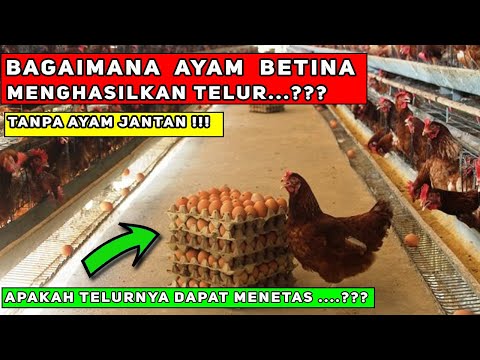 Video: Apakah Ayam Akan Bertelur Jika Tidak Ada Ayam Jantan?
