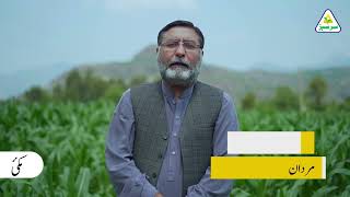 Ahmed Kamal Khan | Mardan | Maize Crop | Sarsabz Fertilizers