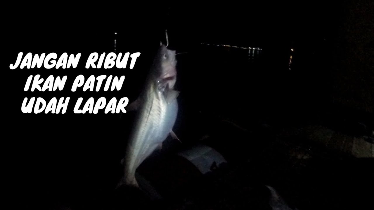 JANGAN RIBUT IKAN PATIN UDAH LAPAR 