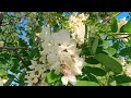 Bee 🐝 on an acacia tree / Пчёлка 🐝 на акации + #bee