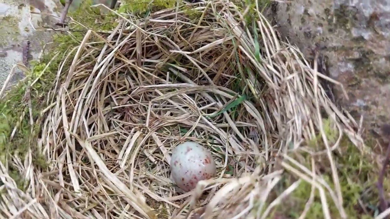 Mistle Thrush nest NEW FIND!