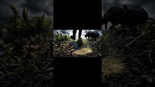 🐜 The Curious Ant Who Discovered the Surface #pov #ants #insects