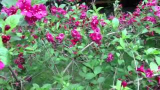 The birds and the bees part 1 screenshot 2