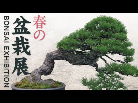 Bonsai exhibition 2020 Spring Spring breeze