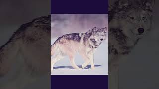my first wolf slideshow! πΊ#wolf #slideshow