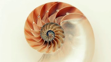 Esistenza di Dio - La sequenza di Fibonacci e la sezione aurea - L