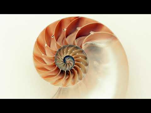 Video: Qual è la sequenza di Fibonacci?