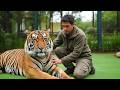 The Biggest Tigers Ever Recorded In History The Biggest Tigers Ever Recorded In History