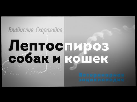 Видео: Собака проверяет вашу кошачью посуду