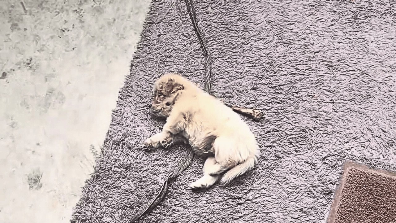 С приближением тайфуна у моего порога лежал умирающий щенок, слишком слабый, чтобы встать.