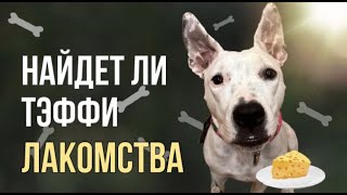 СКРЫТАЯ КАМЕРА | ЧТО БУДЕТ ДЕЛАТЬ ТЭФФИ ОДНА ДОМА | НАЙДЕТ ЛИ СПРЯТАННЫЕ ЛАКОМСТВА