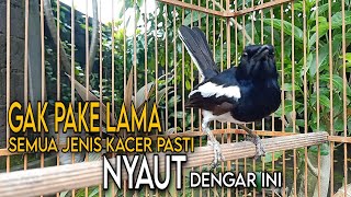GAK PAKE LAMA - Semua Jenis Kacer Pasti Langsung NYAUT Dengar Ini || TERBUKTI