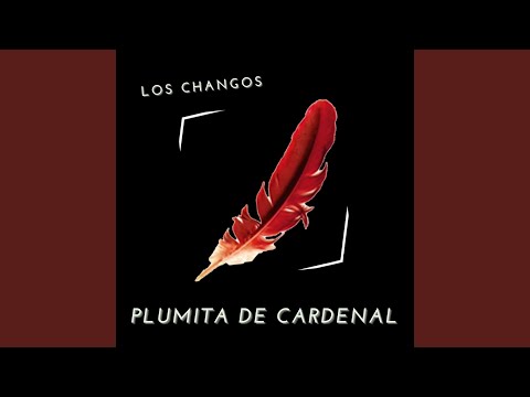 Plumita de Cardenal