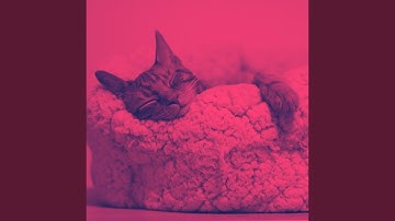 Spacious Music for Lazy Cat Days