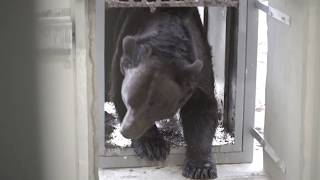 16 years in a cage: A second chance for bear Tyson