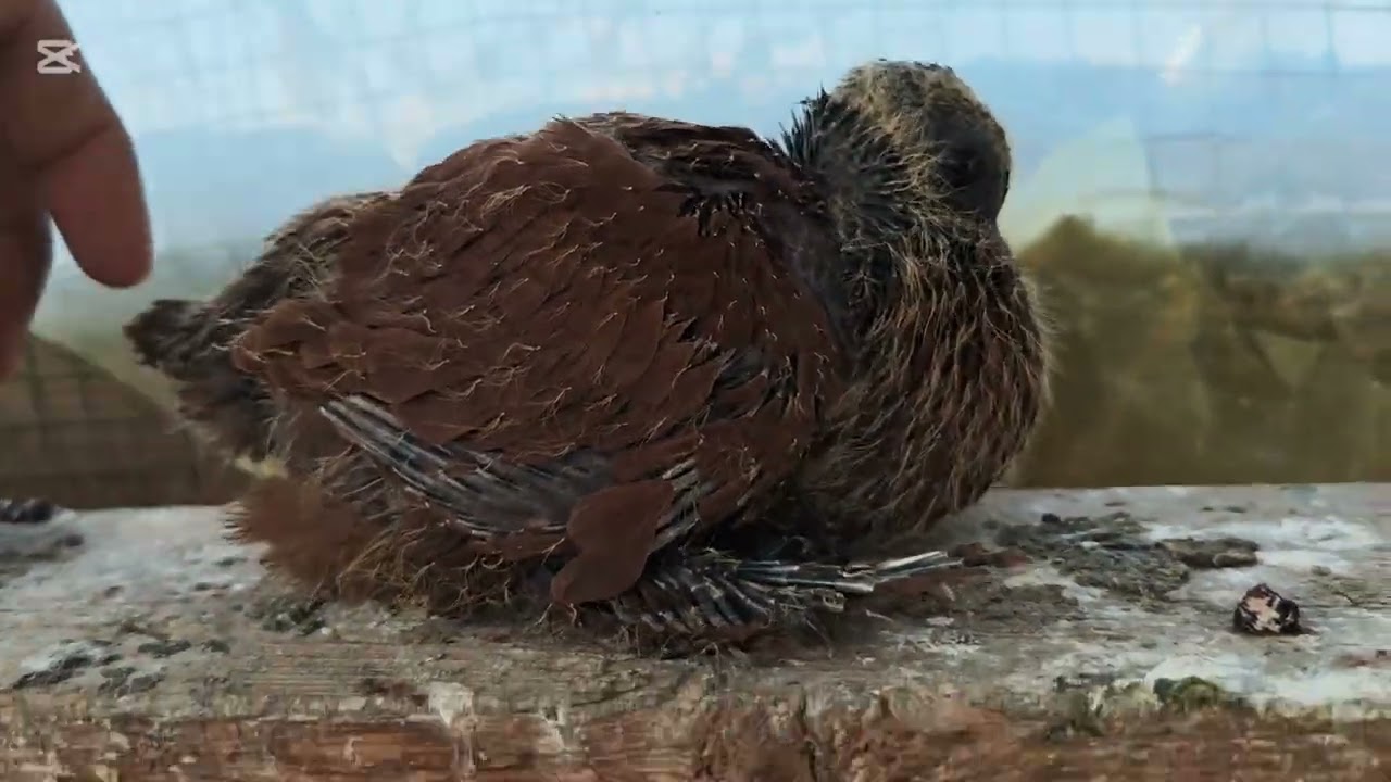 صيد اليوم ارفلي بسود 🤪