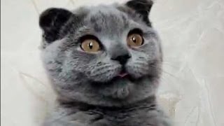 Crazy Cats & Crazy Dogs make Funny Faces - Funny Pets Compilation of the Funniest Animals