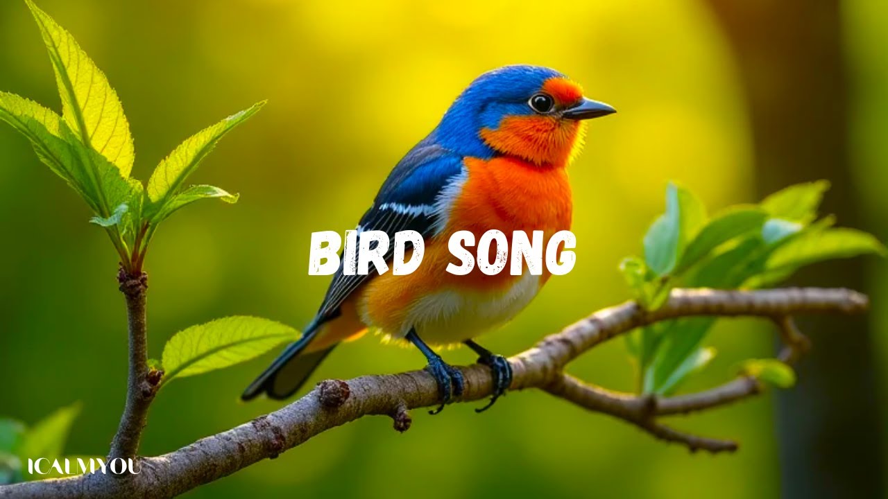 Relaxing Sleep Music Deep Meditation Music, Bird sounds , Soothing ...