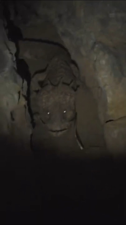 Cave Wyrm taking my chickens smh…🤦‍♂️