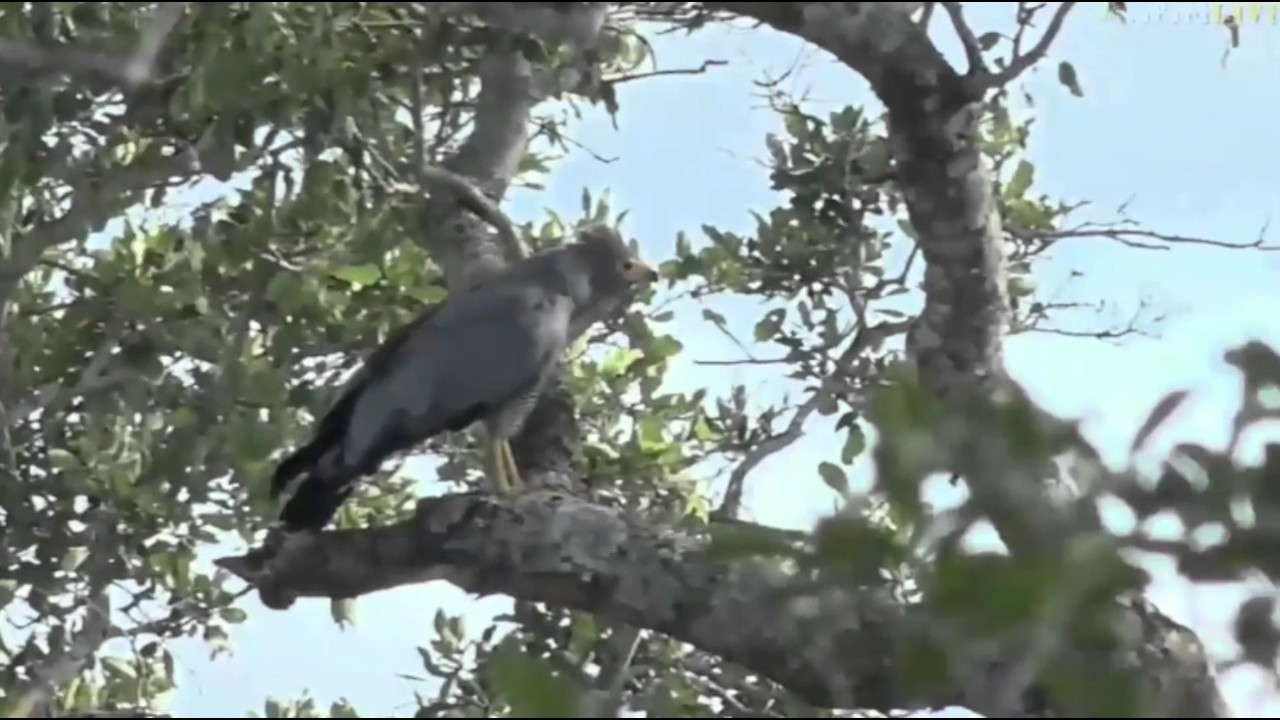 sindile faku April 11, 2017- Sunrise- Harrier Hawk gets bombed by other birds