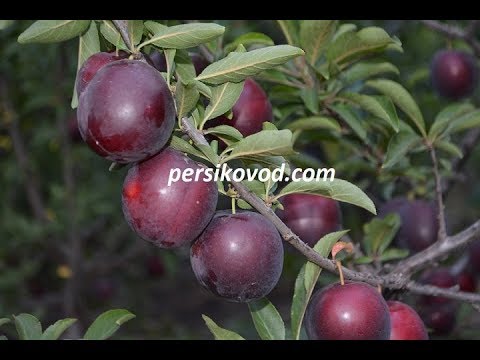 Слива Блэк Сплендор Купить Саженцы