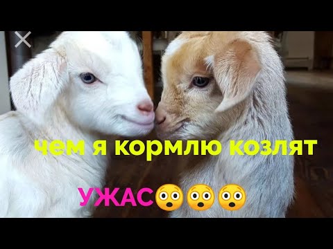 Кормление козлят без козы в домашних условиях