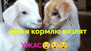 Как выкормить козлят, если нет молока.