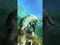 Snorkelling Seals