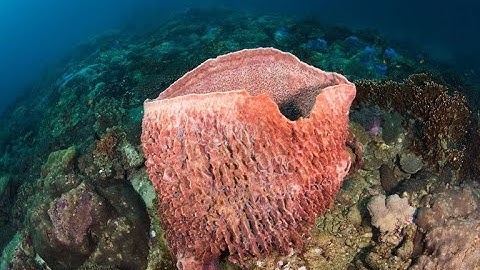 Sponge Porifera Water canal system
