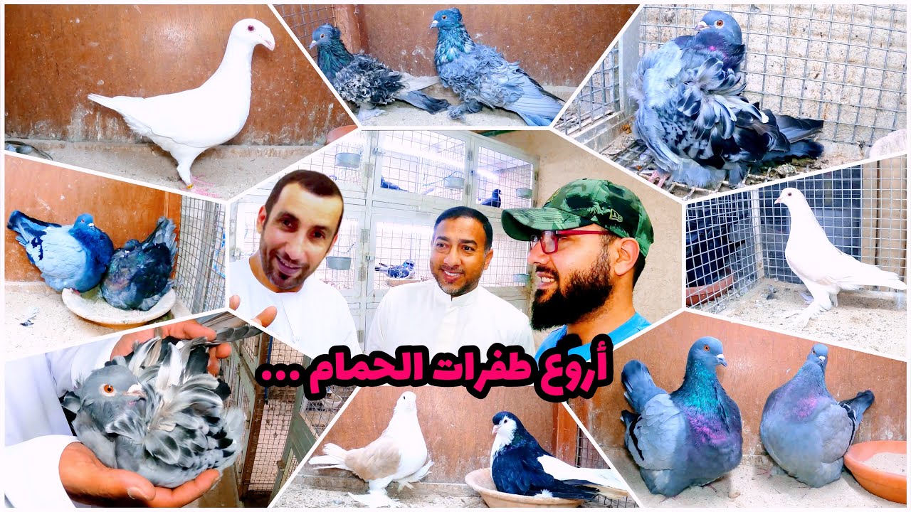 زيارة مربي الحمام الكبير أبو جبر السويدي 🇦🇪🕊️💪🏻