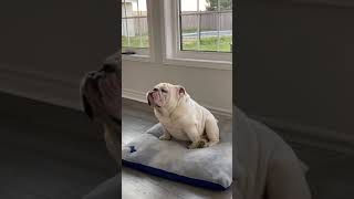 Chubby Boy  angry with his parents  & wants more treats     #bulldog          #doglovers