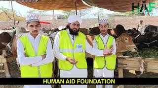 Eid ul-Adha Qurbani 2025 🐄🐐 – Share the Blessings of Sacrifice