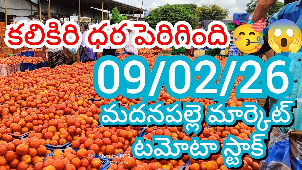 09-02-26 Madanapalle Tomato Market price Today || Today Tomato Market Rate in Madanapalle 