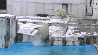 アイラを追いかけるララ~Polar Bear cub does not want to go into a pool now