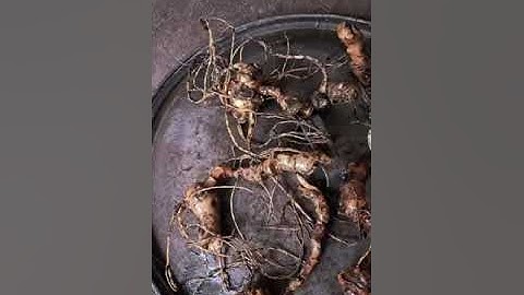 Lô sâm ngọc linh rừng vụn già chất lượng! Sâm rừng tự nhiên lên củ rất thơm ngon ngọt hậu, 110g 4tr