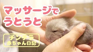 ナデナデ＆マッサージしたら手の中でうとうと…リラックスする赤ちゃんチンチラが可愛すぎる！！【チンチラ赤ちゃん日記　その7】Chinchilla's Baby Diary 7