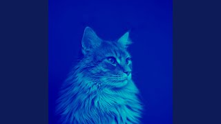 Subdued Cats