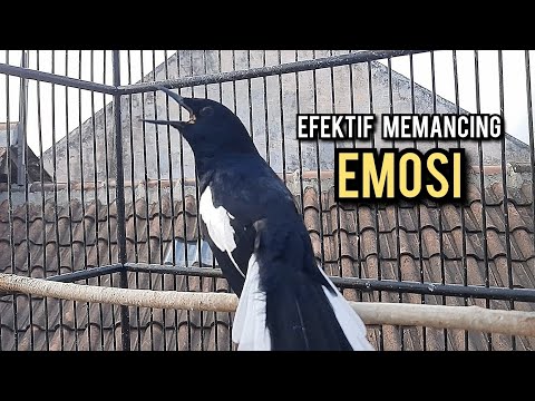 kacer gacor NGEPLONG tarung ini paling ampuh buat PANCINGAN KACER agar EMOSI NYAUT