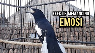 kacer gacor NGEPLONG tarung ini paling ampuh buat PANCINGAN KACER agar EMOSI