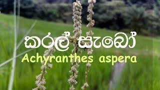 Karal sabo - Gas karalheba / Rathkaral heba - Achyranthes aspera