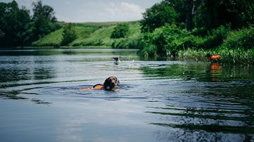 German Wirehaired Pointer: Everything You Need to Know